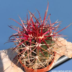 Ferocactus gracilis