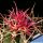 Ferocactus gracilis