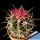 Ferocactus gracilis