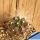 Echinocereus cinerascens