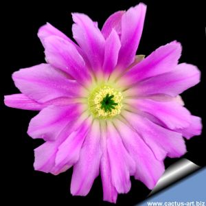 Echinocereus cinerascens