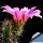 Echinocereus cinerascens
