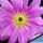 Echinocereus cinerascens