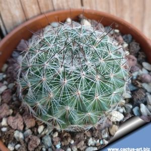Mammillaria sinforosensis v. marionae ROG730