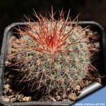 Mammillaria sinforosensis v. marionae ROG730 Cumbres de Guérachi, Barranca, Mexico
