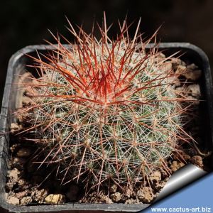 Mammillaria sinforosensis v. marionae ROG730 Cumbres de Guérachi, Barranca, Mexico