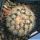Mammillaria cv. DEJAVUE
