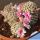 Mammillaria cv. DEJAVUE