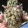 Mammillaria cv. DEJAVUE