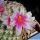 Mammillaria cv. DEJAVUE