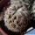 Mammillaria cv. DEJAVUE