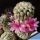 Mammillaria cv. DEJAVUE