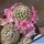 Mammillaria cv. DEJAVUE