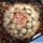 Mammillaria cv. DEJAVUE