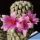 Mammillaria cv. DEJAVUE