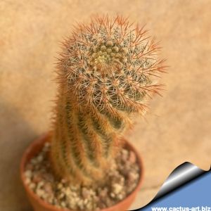 Notocactus tenuicylindricus