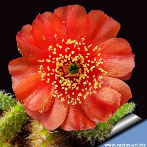Opuntia corrugata