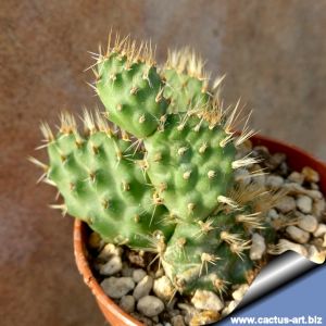 Opuntia hintonii