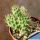 Opuntia hintonii