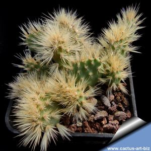 Opuntia hintonii