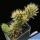 Opuntia hintonii
