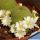 Rebutia marsoneri albiflora (cv. White Flowers)