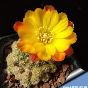 Sulcorebutia steinbachii v. gracilior