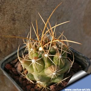 Thelocactus tulensis RS275 La Hacienda, SLP, pale pink flowers