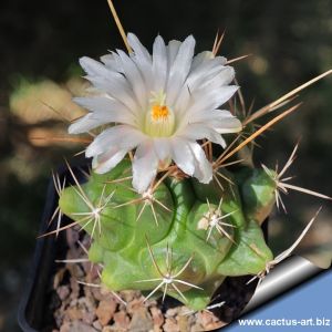 Thelocactus tulensis RS275 La Hacienda, SLP, pale pink flowers