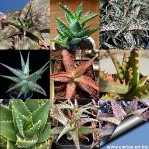 Aloe hybrid (Mixed forms)