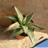 Gasteraloe aristata x platinum