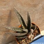 Gasterhaworthia cv. ROYAL HIGHNESS