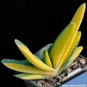 Gasteria carinata f. variegata