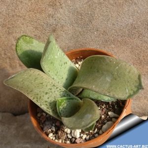 Gasteria cv. gracilis