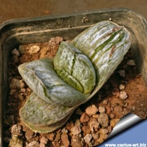 Gasteria gracilis variegata ( clone 1 )