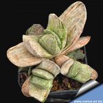 Gasteria gracilis f. variegata (clone 1)