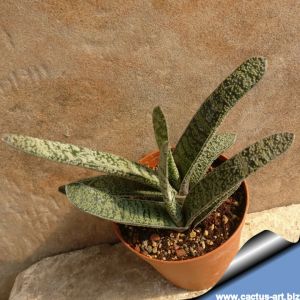 Gasteria pulchra (Keurkloof)