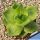 Haworthia agavoides