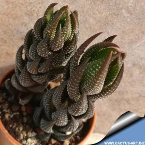 Haworthia integra