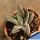 Haworthia limifolia cv. Spyder-white