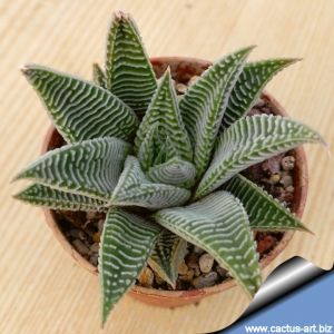 Haworthia limifolia cv. SPYDER WHITE