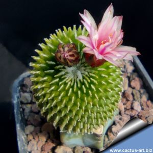 Turbinicarpus pseudopectinatus cv. BARBORA (grafted)