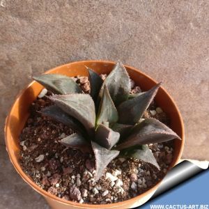 Haworthia mirabilis mundula