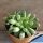 Haworthia obtusa var. pilifera