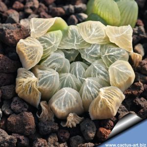 Haworthia obtusa var. pilifera