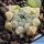 Haworthia obtusa var. pilifera