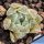 Haworthia obtusa var. pilifera