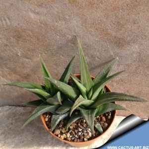 Haworthia radula cv. GREEN