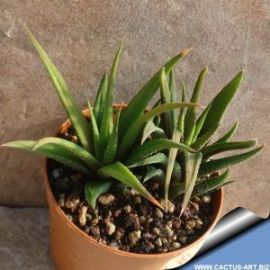 Haworthia radula v. longifolia