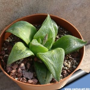 Haworthia retusa f. ''gigante'' (giant form)